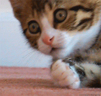 Kitten licking its paw, in a very cute manner.